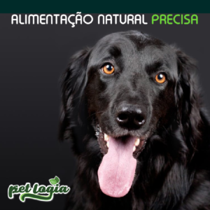 Como cuidar de cachorros adestra-los e Alimenta-los Curso diário - DIcas