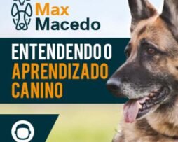 Entendendo o Aprendizado Canino: O Guia Definitivo!