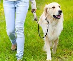 Como Adestrar Seu Cachorro 3 https://www.comprasdigitais.com.br/produto/como-adestrar-seu-cachorro/ Como Adestrar Cachorro 3