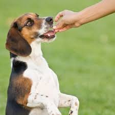 Como Adestrar Seu Cachorro 4 https://www.comprasdigitais.com.br/produto/como-adestrar-seu-cachorro/ Como Adestrar Cachorro 4