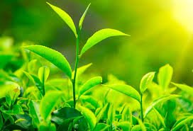 Curso Autor da Própria Saúde - Manipulação e Uso de Plantas Medicinais Compras Digitais Dicas de Cursos