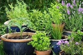 Curso Autor da Própria Saúde - Manipulação e Uso de Plantas Medicinais Compras Digitais Dicas de Cursos