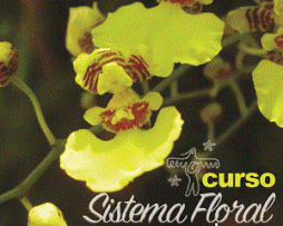 Curso Sistema Floral Indígena