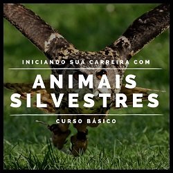 Curso Básico: Iniciando sua carreira com Animais Silvestres