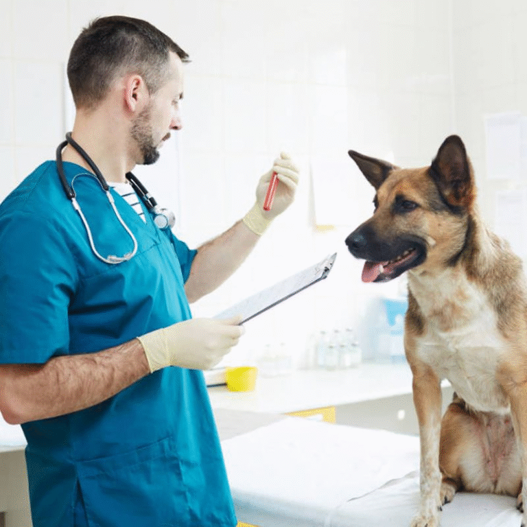 Curso AUXILIAR VETERINÁRIO 1 https://www.comprasdigitais.com.br/page/297/ Curso AUXILIAR VETERINÁRIO